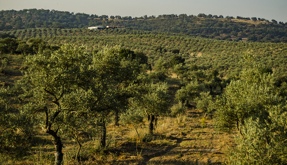 olivar con almazara con servicio de maquila a particulares en sierra gata