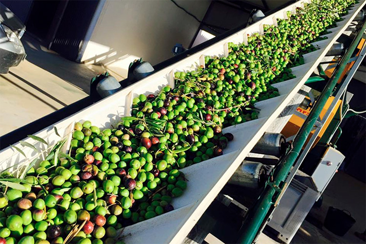 hcn maquila aceitunas