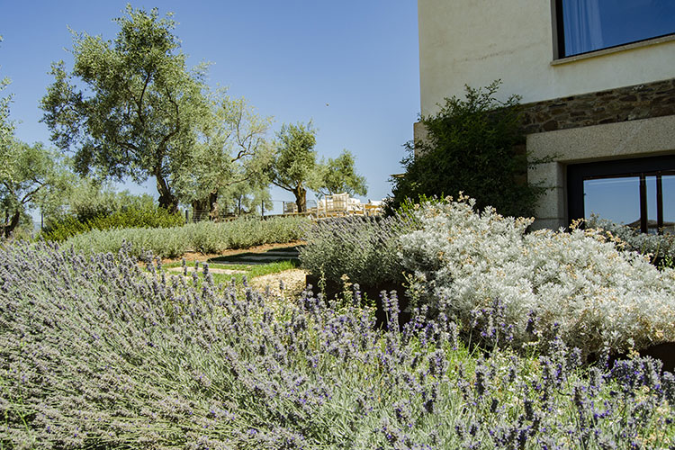 vacaciones naturaleza lavanda