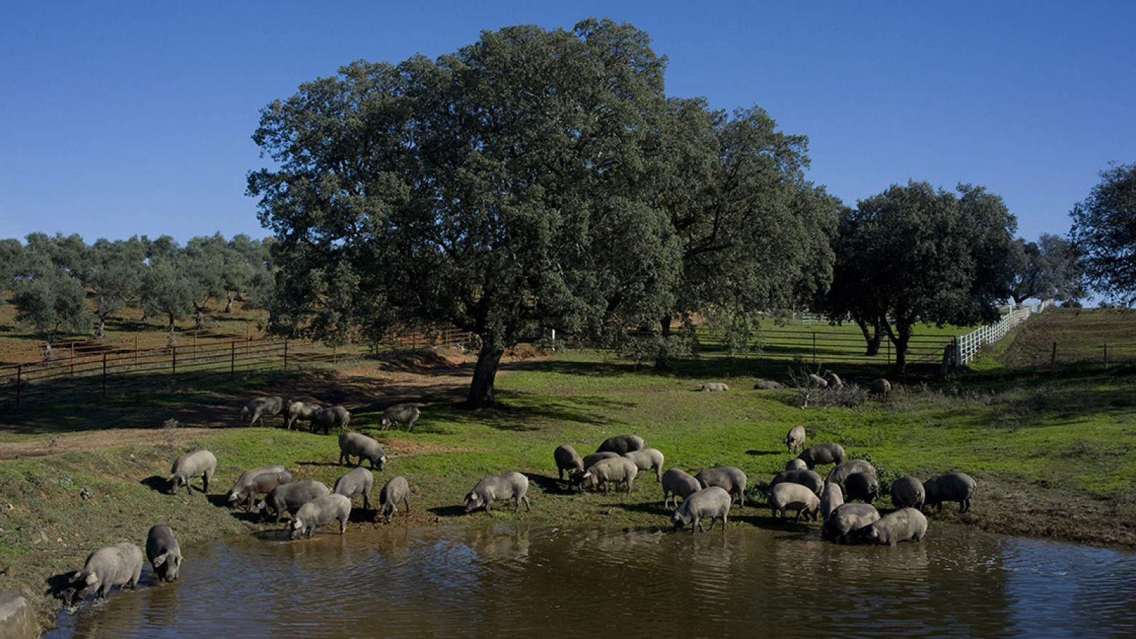 Diario de otoño en Hábitat Cigüeña Negra: noticias y novedades